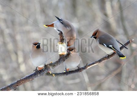 Birds Eating Apple In The Winter Feeding Site