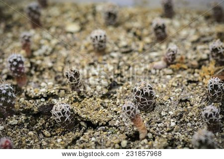 Seedlings Of Cactus Navajoa Peeblesiana,  Pattern Of Cactus
