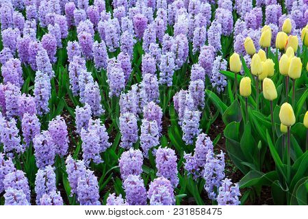 Yellow Tulips And Violet Hyacinth Flowers Blossom In Spring Garden.
