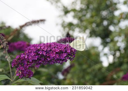 Pieris Brassicae The White Butterfly On Buddleja Davidii