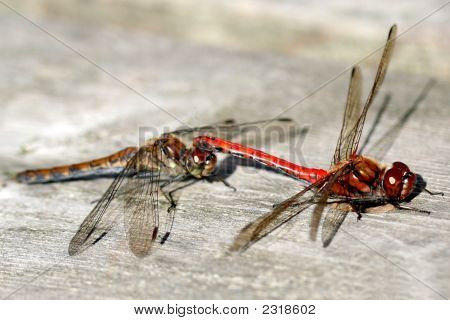 愛の Dragonflyes