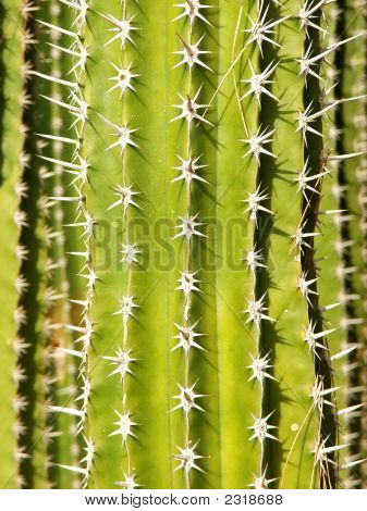 Cactus