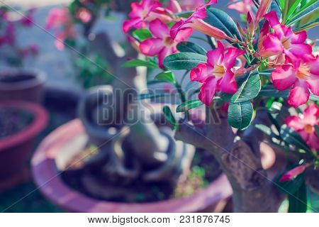 Closeup Adenium Flower Adenium Multiflorum Desert Rose