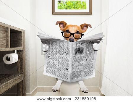 Jack Russell Terrier, Sitting On A Toilet Seat With Digestion Problems Or Constipation Reading The G