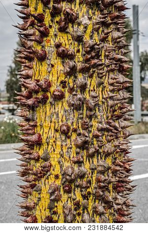 The Silk Floss Tree, Close Up View