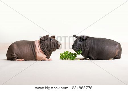 Skinny Guinea Pigs Isolated On A White Background