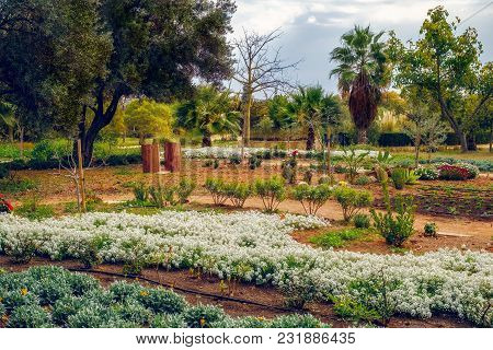 Natural Garden With Flowers And Palms Tree