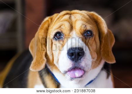 Old Beagle Dog With Sad Eyes And Lonely. Beagle Is A Small Sturdy Hound Of A Breed With A Coat Of Me