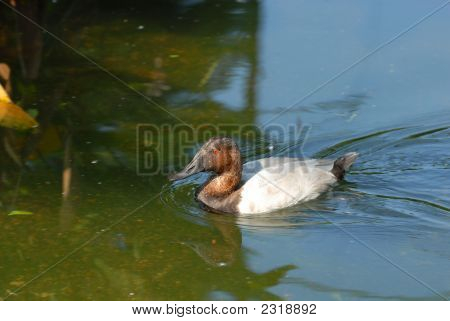 Canvasback eend