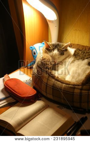 School Kid Desk Work Place With Book Lamp Cat Sleeping In Catbed Close Up Photo