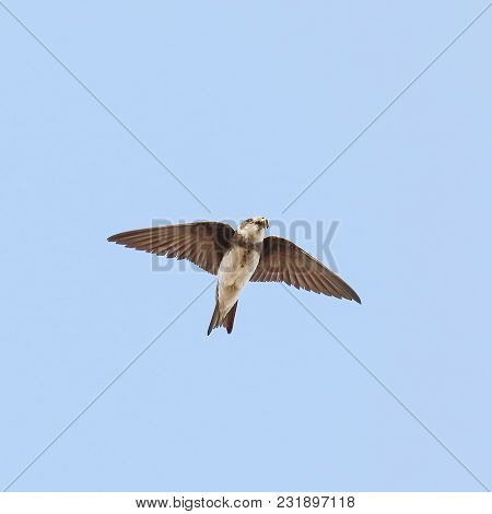 Sand Martin Bird Flies In The Air