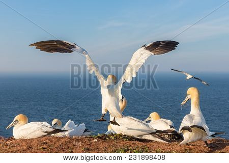 Northern Gannet With Spreadout Wings Landing Near His Mate In A Breeding Colony At Cliffs Of Helgola