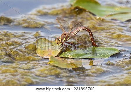 A Large Dragonfly In Water In The Mid-summer
