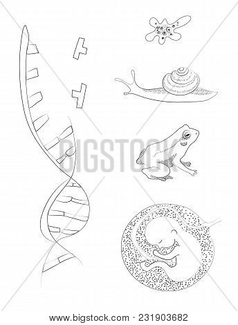 Biological Image. Dna, Amoeba, Snail, Frog, Human Embrio. Hand Drawing Vector Illustration.