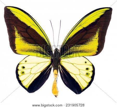 Ornithoptera goliath is a large green and yellow butterfly living in New Guinea. Male isolated on white