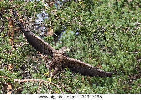 White Tailed Eagle Is A Large Bird Of Prey