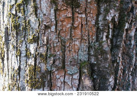 Colorful Dry Bark Of Black Poplar Tree