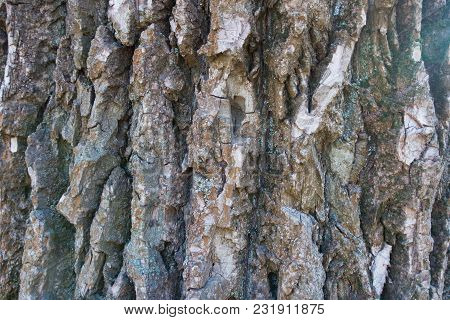 Deeply Fissured Bark Of Black Poplar Tree