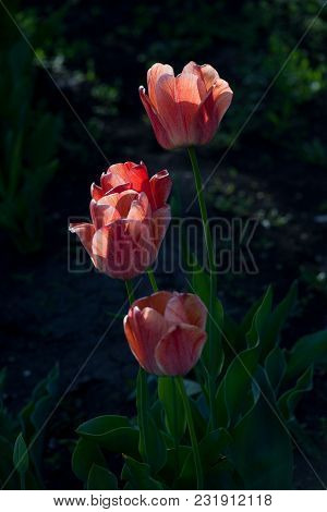 Bright Early Spring First Tulips Of Red-orange Color With Large Buds In The Garden