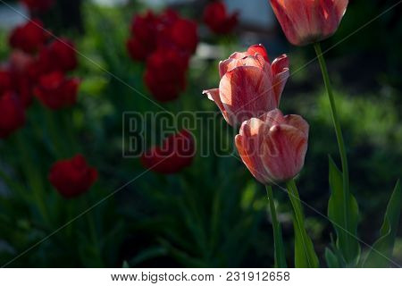 Bright Early Spring First Tulips Of Red-orange Color With Large Buds In The Garden