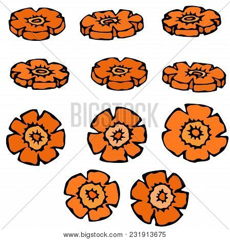 Carrot Figure Knife Cuts. Flower Shaped Slices Of Carrots. Carved Cooking Ingredient, Vegetable Sala