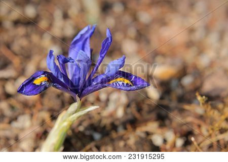 Iris Reticulata (golden Netted Iris) In Spring.