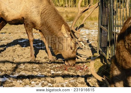 Big Brown Stag On A Meadow At Sunset