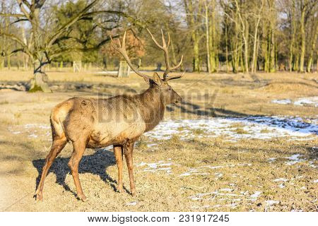 Big Brown Deer On A Meadow At Sunset