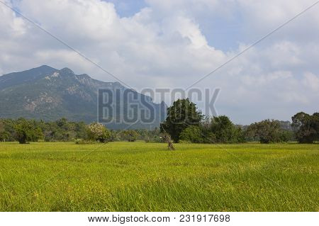 Rice Paddies And Scenic Mountains With Trees And Tropical Forest Under A Blue Cloudy Sky Near Ritiga