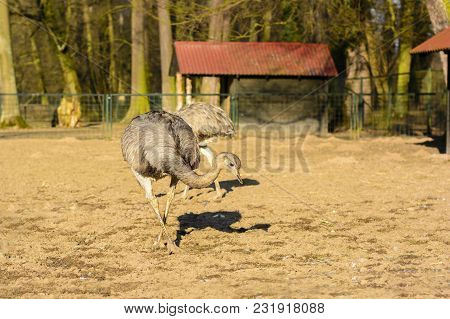 Ostrich In The Fence At Sunset