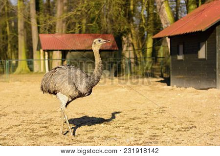 Ostrich In The Fence At Sunset
