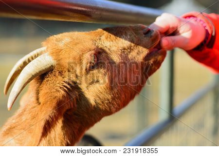 A Woman Hand Feeding A Brown Goat