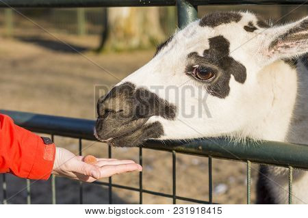 A Woman Hand Feeding A Spotted Lama