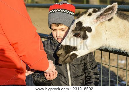 A Boy Feeding A Spotted Lama. Life On The Farm. Animals At Castle Castolovice. Feeding A Domesticate