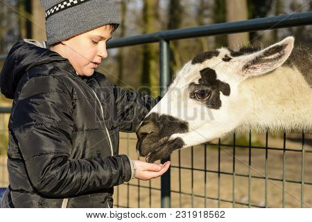 A Boy Feeding A Spotted Lama. Life On The Farm. Animals At Castle Castolovice. Feeding A Domesticate