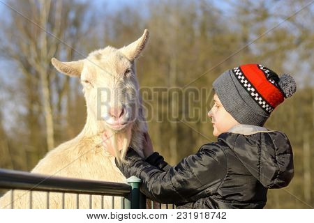 A Boy Feeding A White Goat. Life On The Farm. Animals At Castle Castolovice. Feeding A Domesticated 