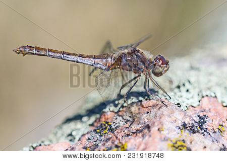 Dragonfly On Stone On Warm Summer Day