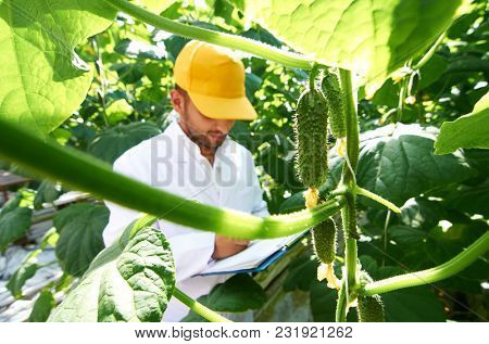 Small cucumbers hanging on thin branches and young engineer making notes near by