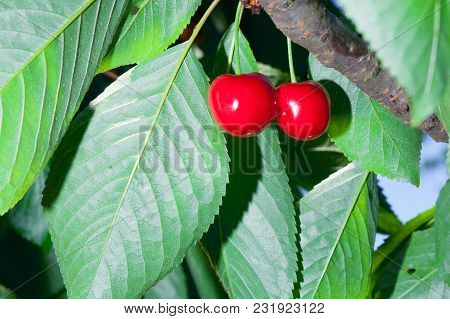Ripe Red Delicious Useful Cherry On A Tree In The Summer. Useful Dietary Fruits With Vitamins For He