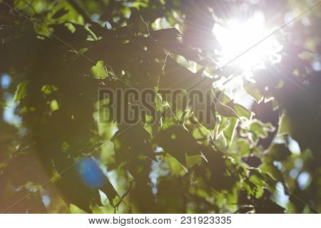 tree branches with blue sky in background and fresh spring leafs close up ready for double exposure mask selection