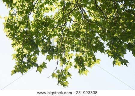 tree branches with blue sky in background and fresh spring leafs close up ready for double exposure mask selection