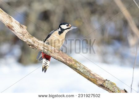 The Great Spotted Woodpecker (dendrocopos Major) Sits On A Branch In Forest, Dangling Its Tail.