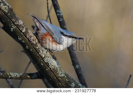 The Eurasian Nuthatch Or Wood Nuthatch (sitta Europaea) Jumps On A Branch With His Head Down And His