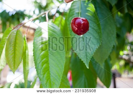 Ripe Red Delicious Useful Cherry On A Tree In The Summer. Useful Dietary Fruits With Vitamins For He