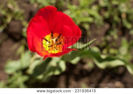 Bright Early Spring First Tulips Of Red-orange Color With Large Buds In The Garden