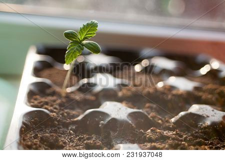 A Green Sprout Of The First Spring Early Hemp Sprouted From The Ground With Two Small Leaves Of Mari
