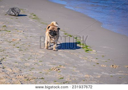 A Dog Of The Pug Breed Is A Clever, Light-haired, Ginger-colored Walker Playing On The Seaside With 