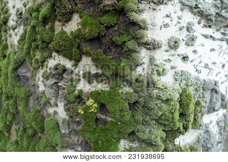 White Bark Of Silver Poplar With Moss