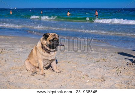 A Dog Of The Pug Breed Is A Clever, Light-haired, Ginger-colored Walker Playing On The Seaside With 
