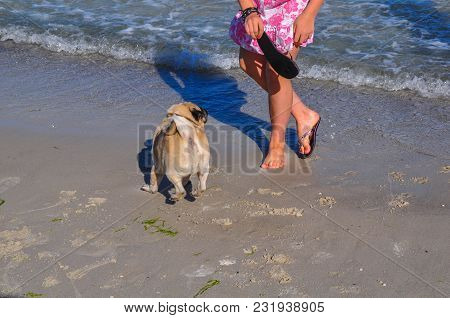 A Dog Of The Pug Breed Is A Clever, Light-haired, Ginger-colored Walker Playing On The Seaside With 